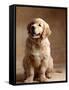 Golden Retriever Puppy-Don Mason-Framed Stretched Canvas