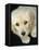 Golden Retriever Puppy-Bill Varie-Framed Stretched Canvas