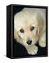 Golden Retriever Puppy-Bill Varie-Framed Stretched Canvas