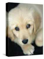 Golden Retriever Puppy-Bill Varie-Stretched Canvas