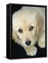 Golden Retriever Puppy-Bill Varie-Framed Stretched Canvas