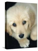 Golden Retriever Puppy-Bill Varie-Stretched Canvas