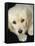 Golden Retriever Puppy-Bill Varie-Framed Stretched Canvas