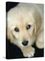 Golden Retriever Puppy-Bill Varie-Stretched Canvas