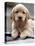 Golden Retriever Puppy-null-Stretched Canvas