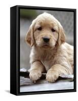 Golden Retriever Puppy-null-Framed Stretched Canvas