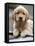 Golden Retriever Puppy-null-Framed Stretched Canvas