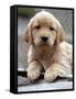 Golden Retriever Puppy-null-Framed Stretched Canvas