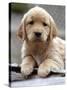 Golden Retriever Puppy-null-Stretched Canvas