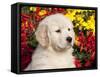 Golden Retriever Puppy-Lynn M^ Stone-Framed Stretched Canvas