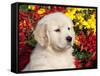 Golden Retriever Puppy-Lynn M^ Stone-Framed Stretched Canvas