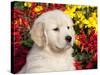 Golden Retriever Puppy-Lynn M^ Stone-Stretched Canvas