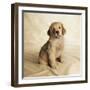 Golden Retriever Puppy-Christopher C Collins-Framed Photographic Print