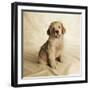 Golden Retriever Puppy-Christopher C Collins-Framed Photographic Print