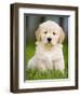 Golden Retriever Puppy-Jim Craigmyle-Framed Photographic Print