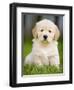 Golden Retriever Puppy-Jim Craigmyle-Framed Photographic Print