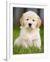 Golden Retriever Puppy-Jim Craigmyle-Framed Photographic Print