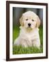 Golden Retriever Puppy-Jim Craigmyle-Framed Photographic Print