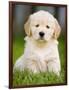 Golden Retriever Puppy-Jim Craigmyle-Framed Photographic Print