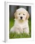 Golden Retriever Puppy-Jim Craigmyle-Framed Photographic Print