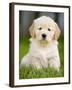 Golden Retriever Puppy-Jim Craigmyle-Framed Photographic Print