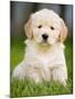 Golden Retriever Puppy-Jim Craigmyle-Mounted Photographic Print