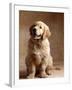 Golden Retriever Puppy-Don Mason-Framed Photographic Print