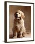 Golden Retriever Puppy-Don Mason-Framed Photographic Print