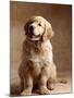 Golden Retriever Puppy-Don Mason-Mounted Photographic Print