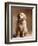 Golden Retriever Puppy-Don Mason-Framed Photographic Print