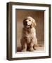 Golden Retriever Puppy-Don Mason-Framed Photographic Print