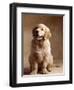 Golden Retriever Puppy-Don Mason-Framed Photographic Print