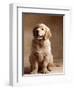 Golden Retriever Puppy-Don Mason-Framed Photographic Print