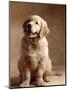 Golden Retriever Puppy-Don Mason-Mounted Photographic Print