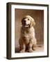 Golden Retriever Puppy-Don Mason-Framed Photographic Print