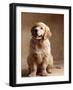 Golden Retriever Puppy-Don Mason-Framed Photographic Print