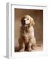 Golden Retriever Puppy-Don Mason-Framed Photographic Print