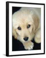 Golden Retriever Puppy-Bill Varie-Framed Photographic Print