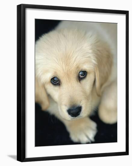 Golden Retriever Puppy-Bill Varie-Framed Photographic Print