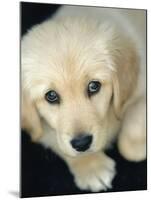 Golden Retriever Puppy-Bill Varie-Mounted Photographic Print