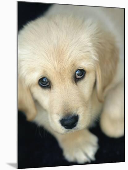 Golden Retriever Puppy-Bill Varie-Mounted Photographic Print