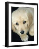 Golden Retriever Puppy-Bill Varie-Framed Photographic Print