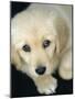 Golden Retriever Puppy-Bill Varie-Mounted Photographic Print