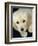 Golden Retriever Puppy-Bill Varie-Framed Photographic Print