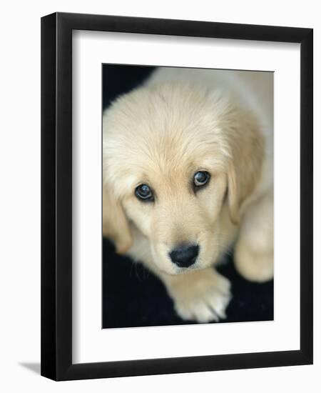 Golden Retriever Puppy-Bill Varie-Framed Photographic Print