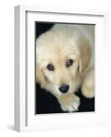 Golden Retriever Puppy-Bill Varie-Framed Photographic Print