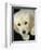 Golden Retriever Puppy-Bill Varie-Framed Photographic Print