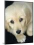 Golden Retriever Puppy-Bill Varie-Mounted Photographic Print