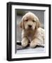 Golden Retriever Puppy-null-Framed Photographic Print