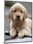 Golden Retriever Puppy-null-Mounted Photographic Print